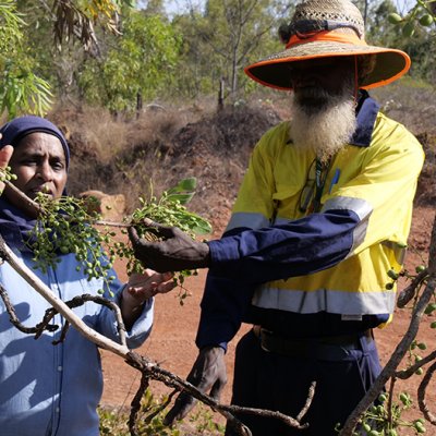 UQ’s Associate Professor Yasmina Sultanbawa and Maylla Wunungmurra, Gulkula Mining Company Pty Ltd investigate a green plum tree in East Arnhem Land. © Margaret Puls, UQ